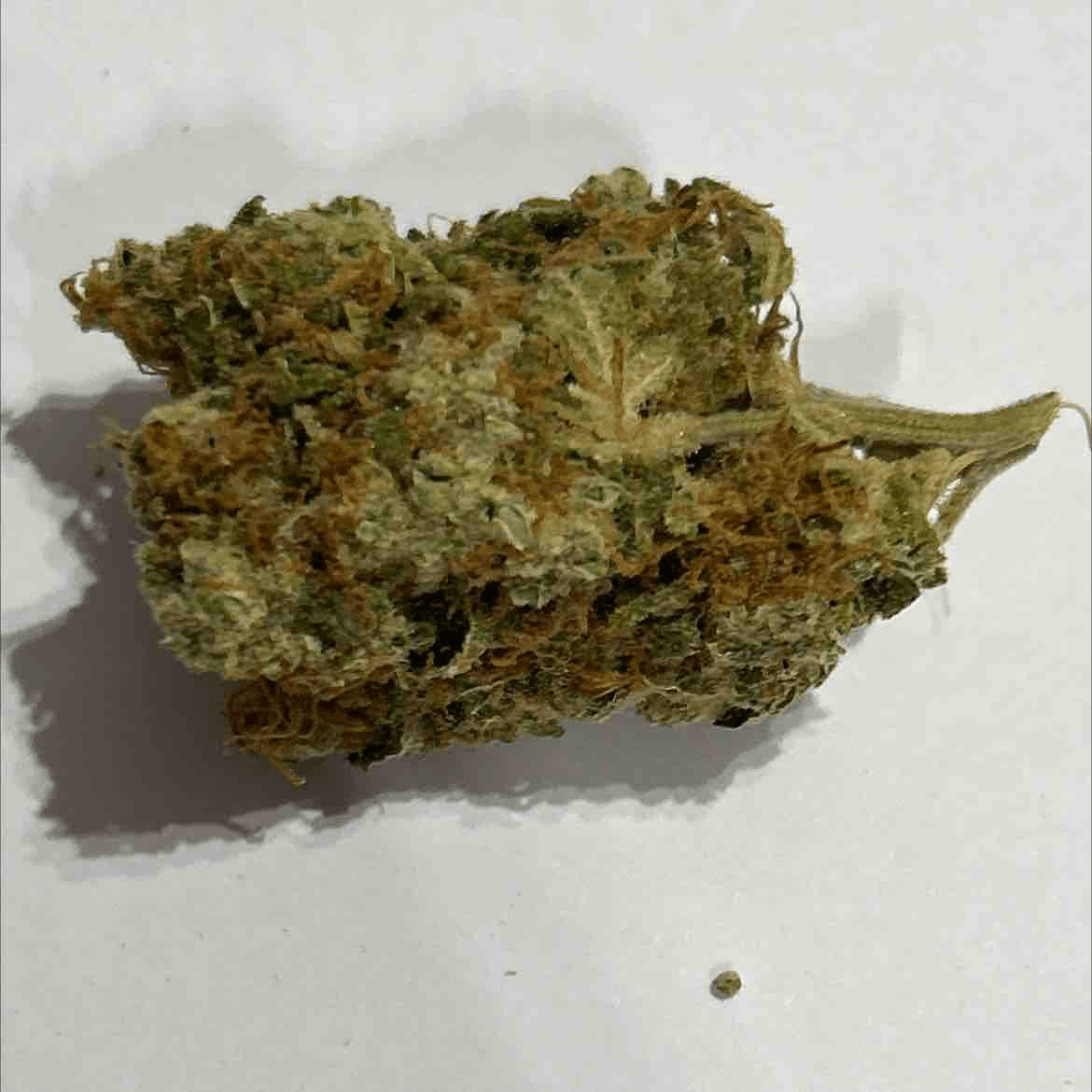 Gelato Dream - sj